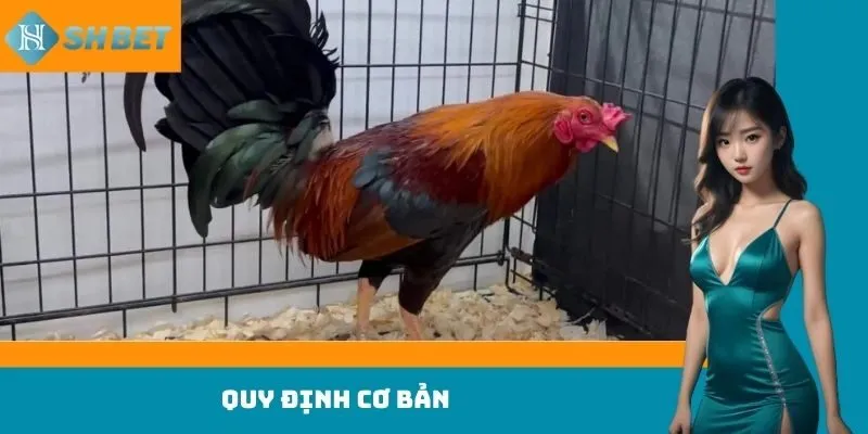 Quy định cơ bản