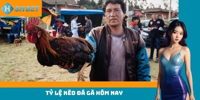 tỷ lệ kèo đá gà hôm nay